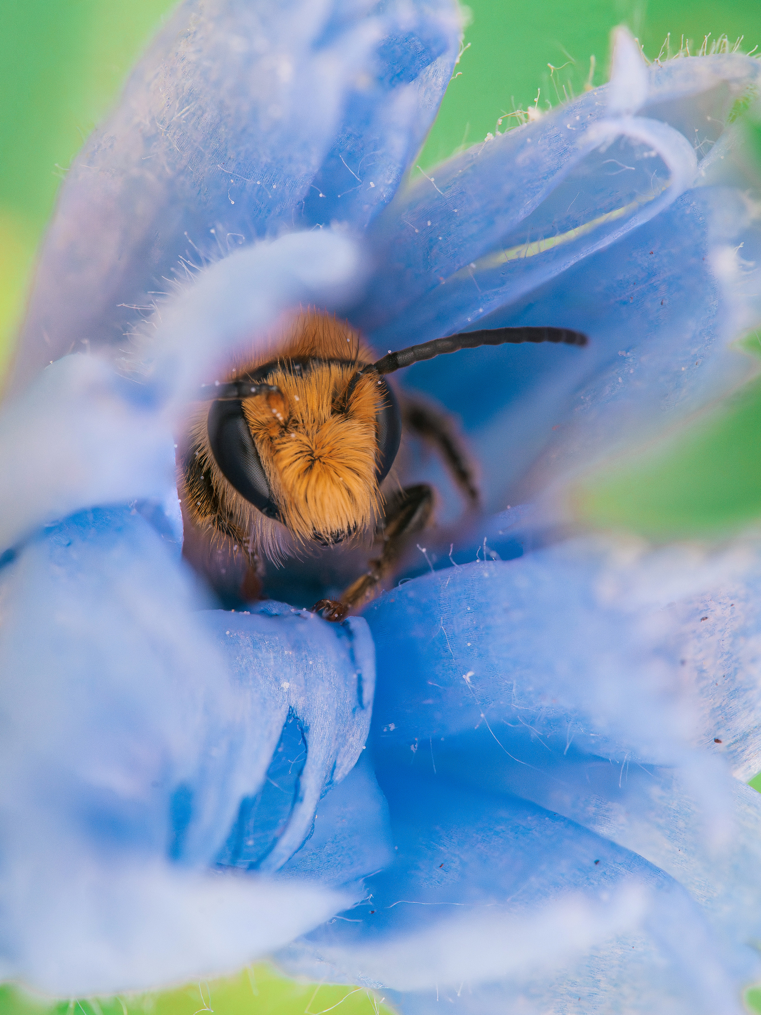 , Ольга Таланцева