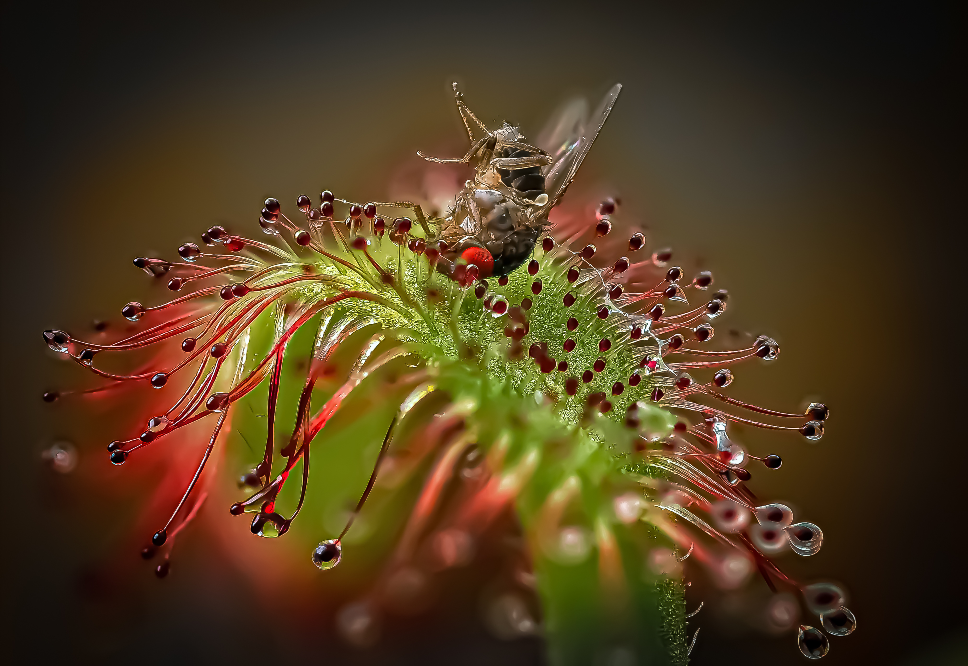 , Савчук Анатолий