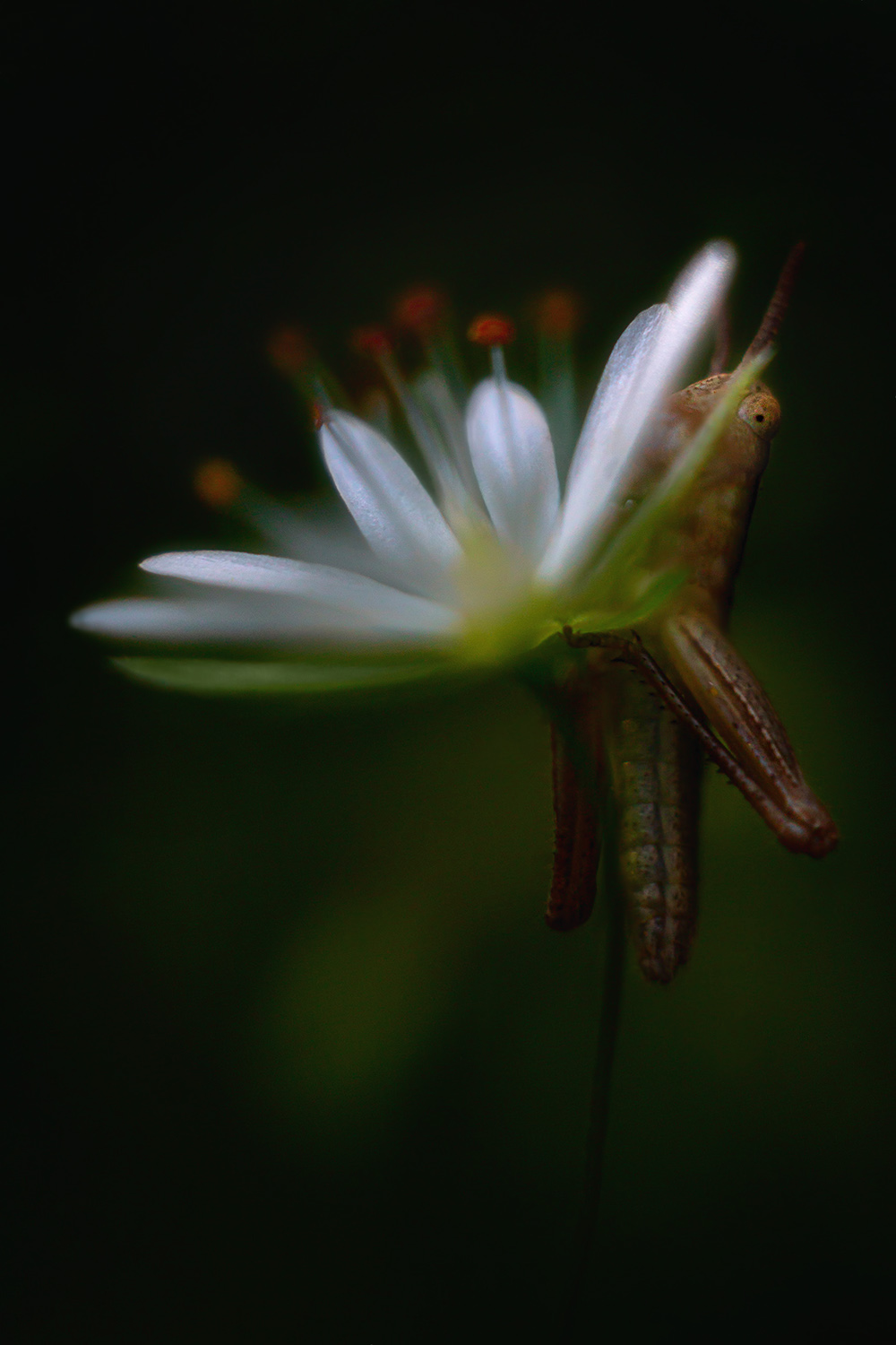 лето, природа, звездчатка, кобылка, Алёна Сурнина