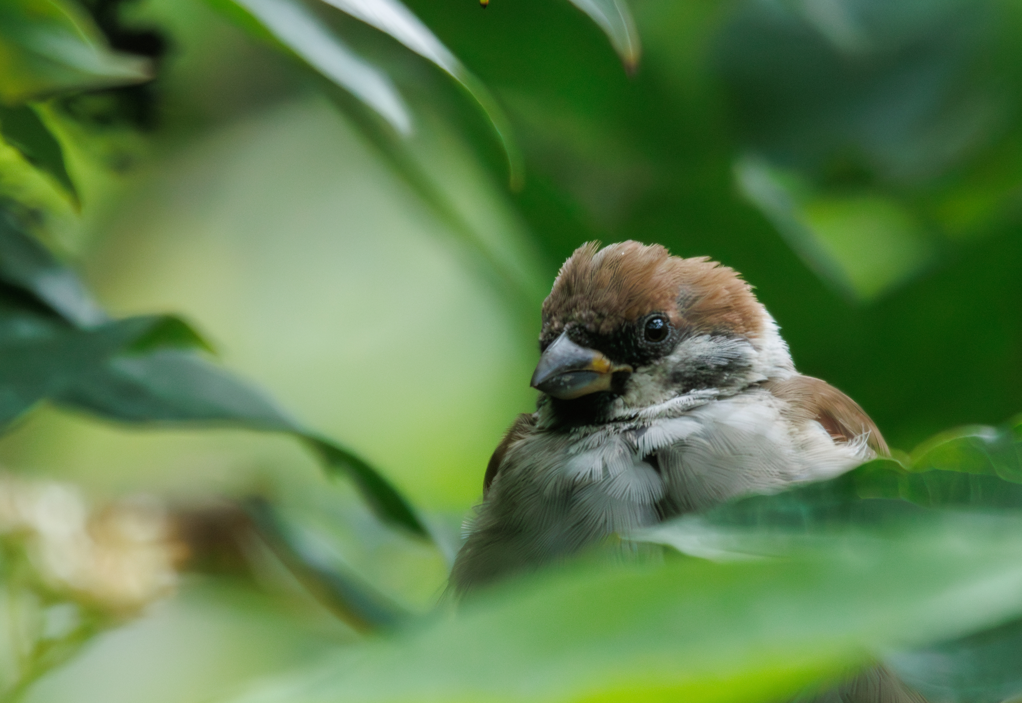 птица воробей листва, Светлана Холодняк