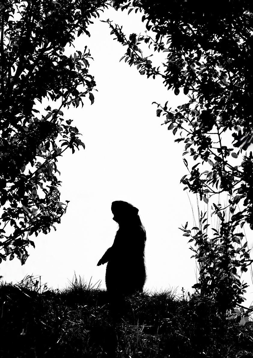 , Рыжков Роман