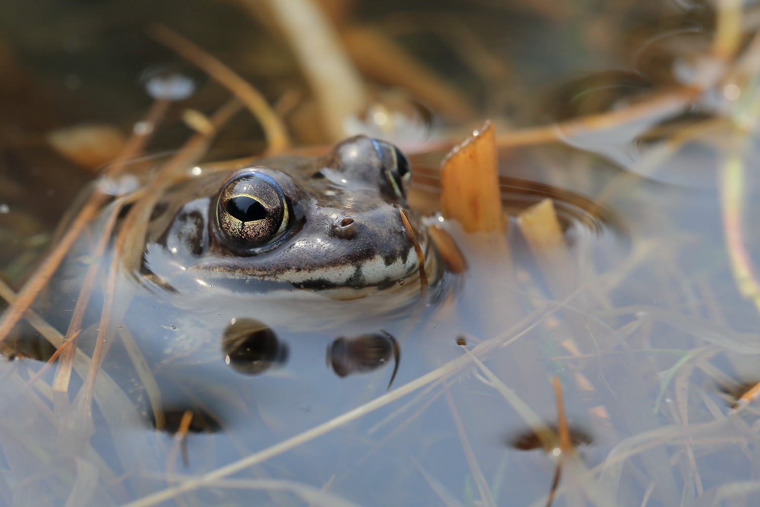 лягушка весна, Евгений Слободской