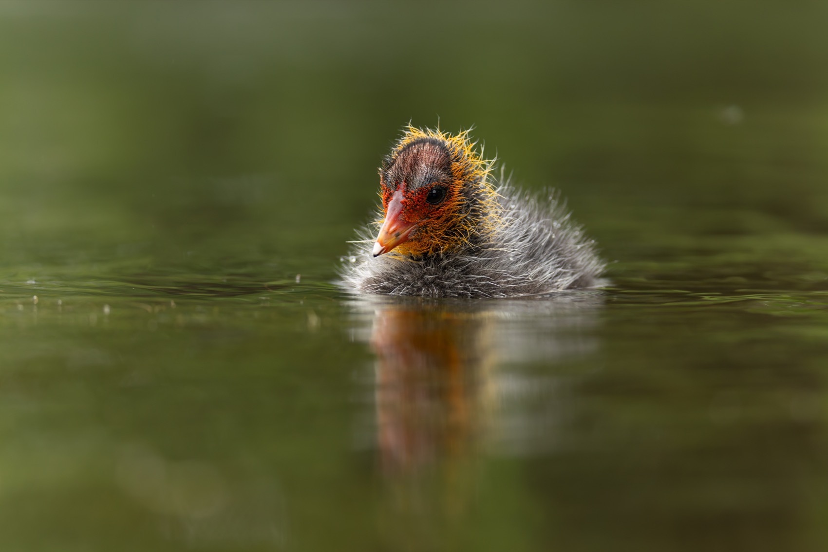птицы, лысуха, птенец, лысенок, лысята, Руслан Pl