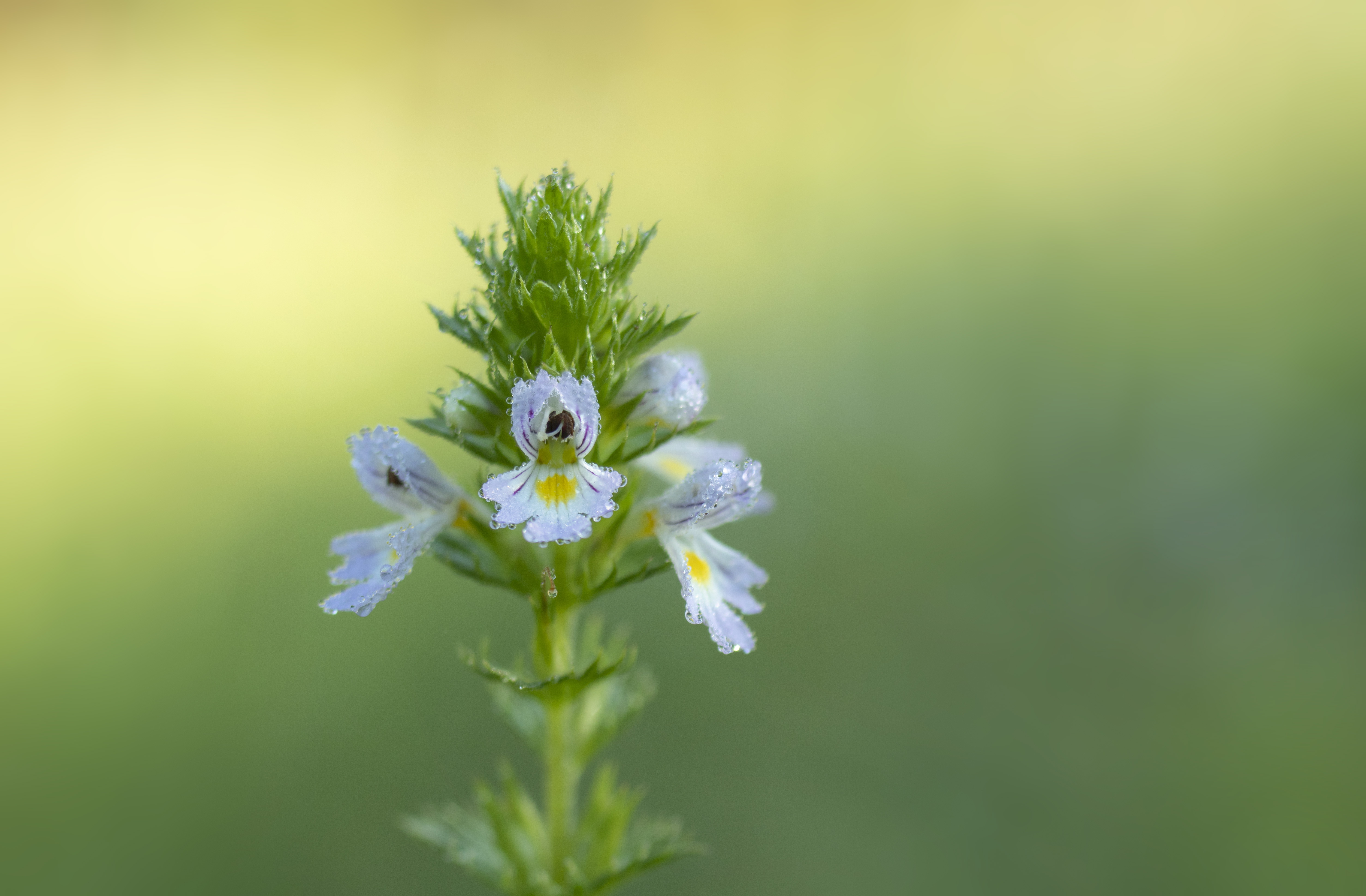 , Бонина Ольга