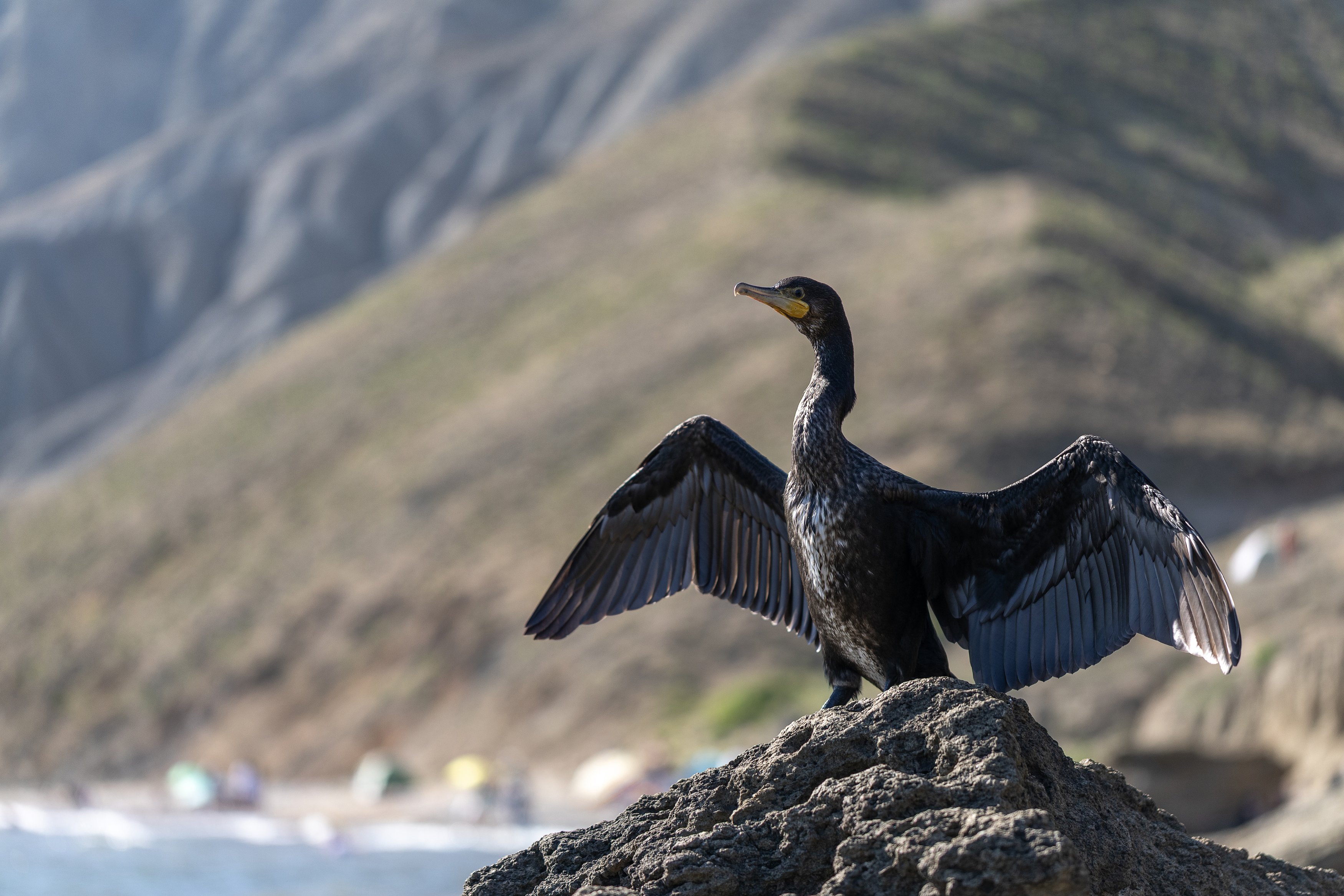 баклан, море, черное, птица, Татьяна Феденкова