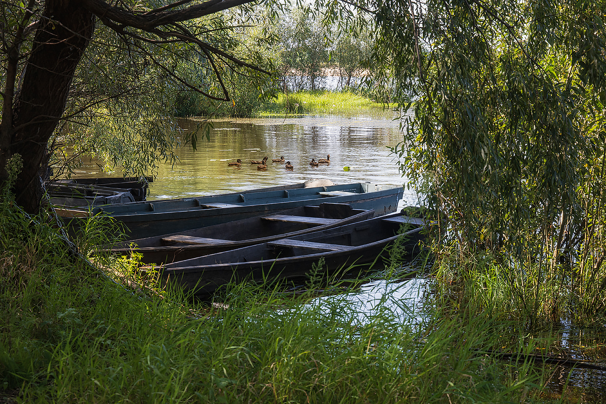 пейзаж, лето, речная заводь, дикие утки, Приходько Ирина