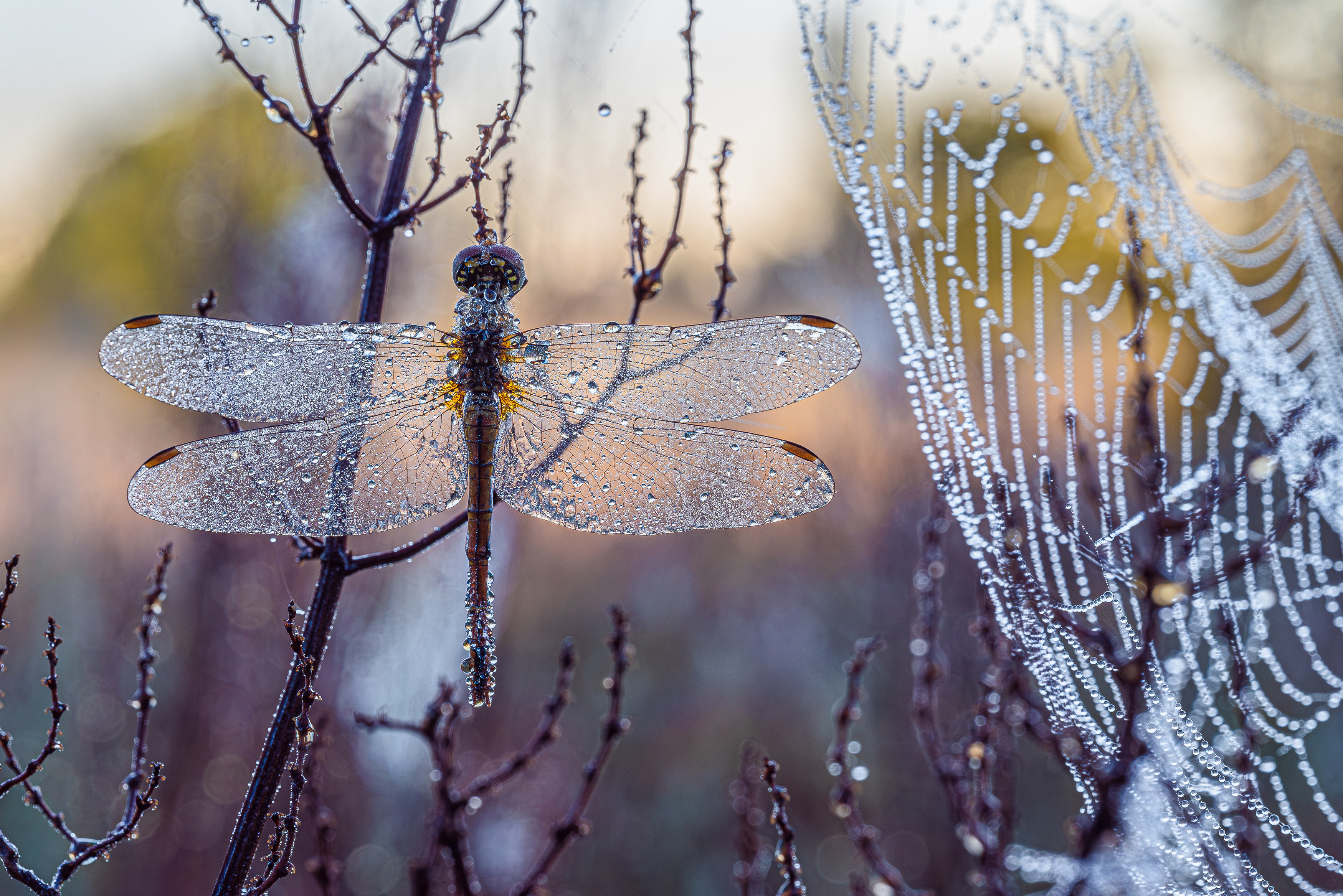 , Зайцев Роман