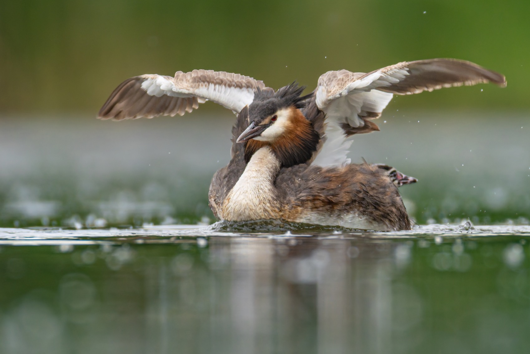 чомга, птицы, поганка, большая поганка, птенцы, Руслан Pl