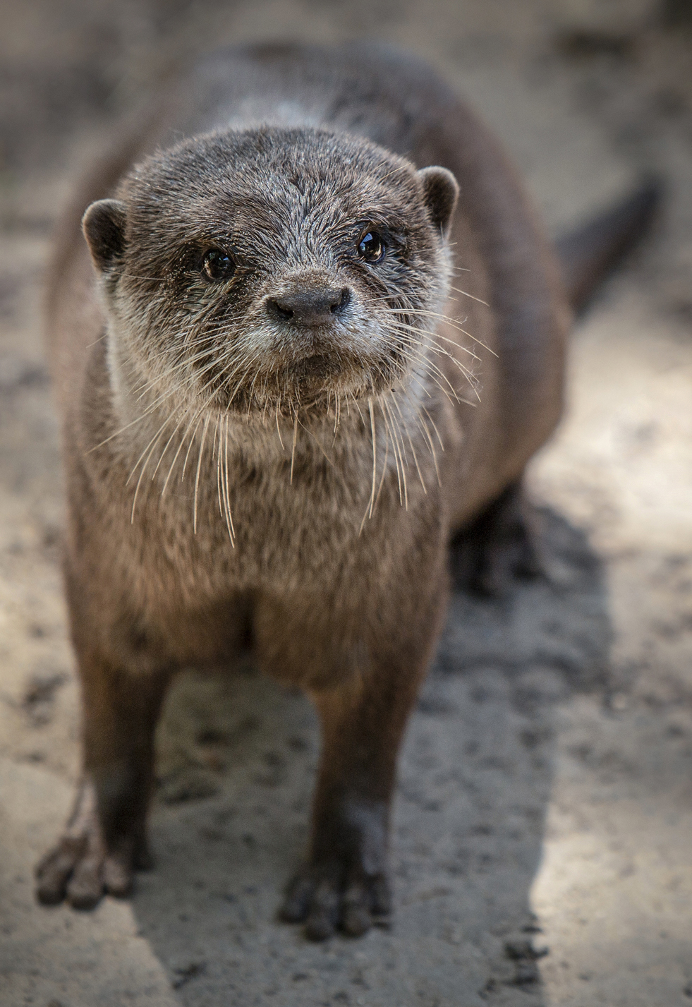 Выдра, Горбачева Маментьева Татьяна