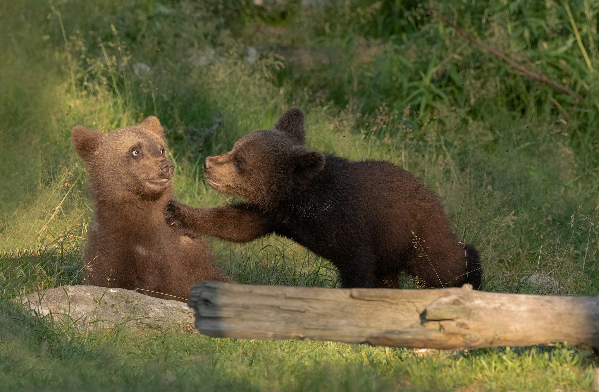 brown bear, bear, nature, wildlife, woods, canon, MARIA KULA