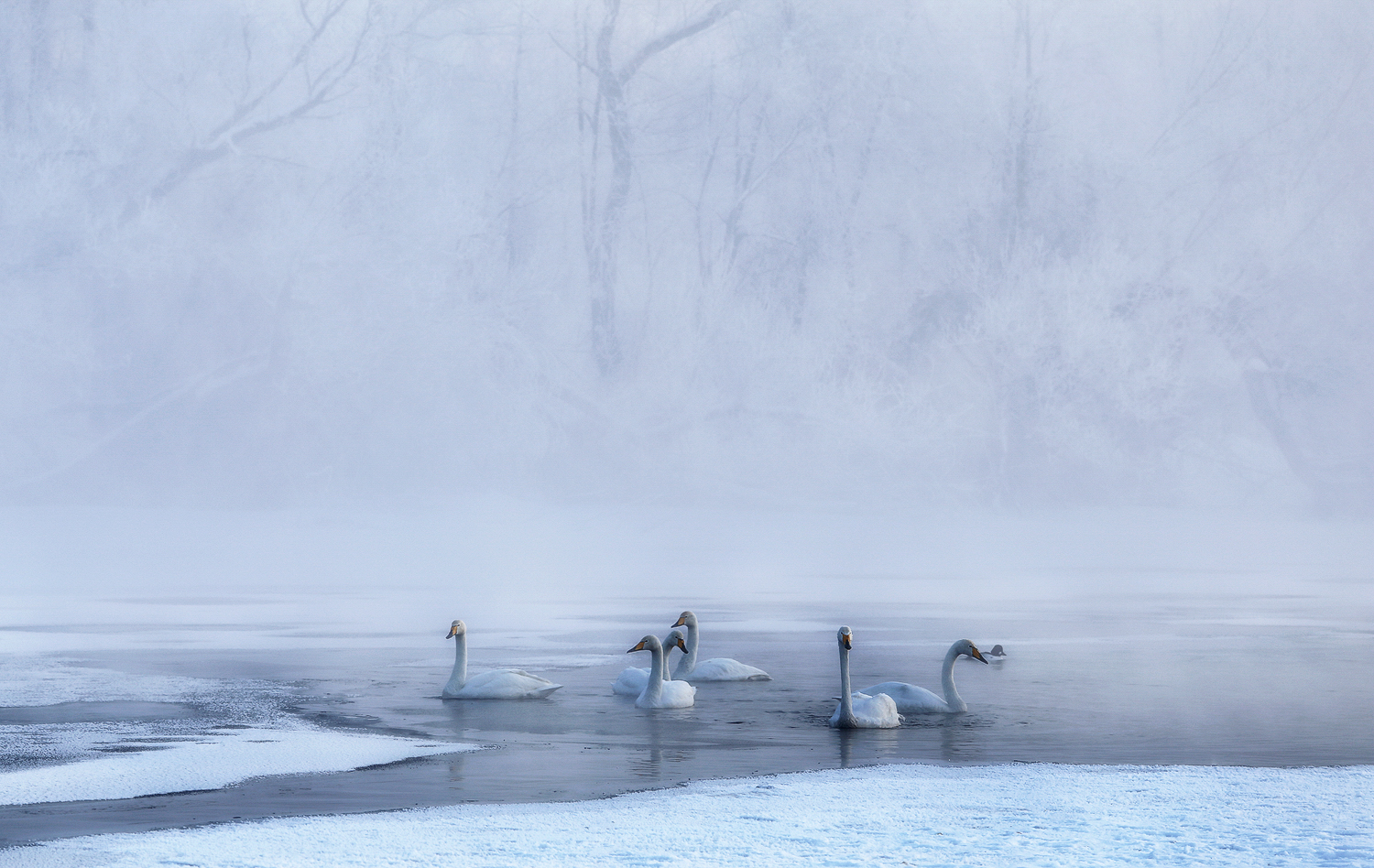 алтайский край, лебединое озеро, Галина Хвостенко
