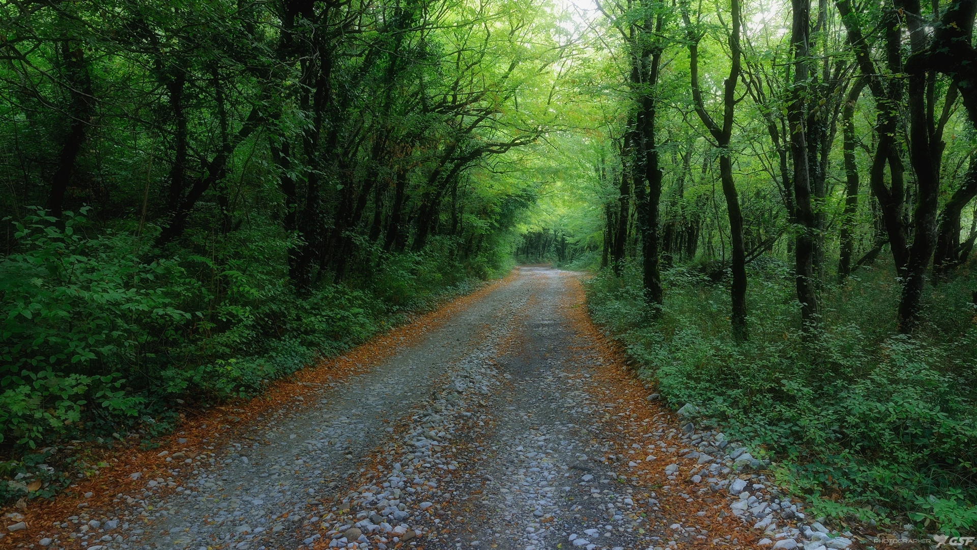 лето природа пейзаж лес дорога, Serj Master