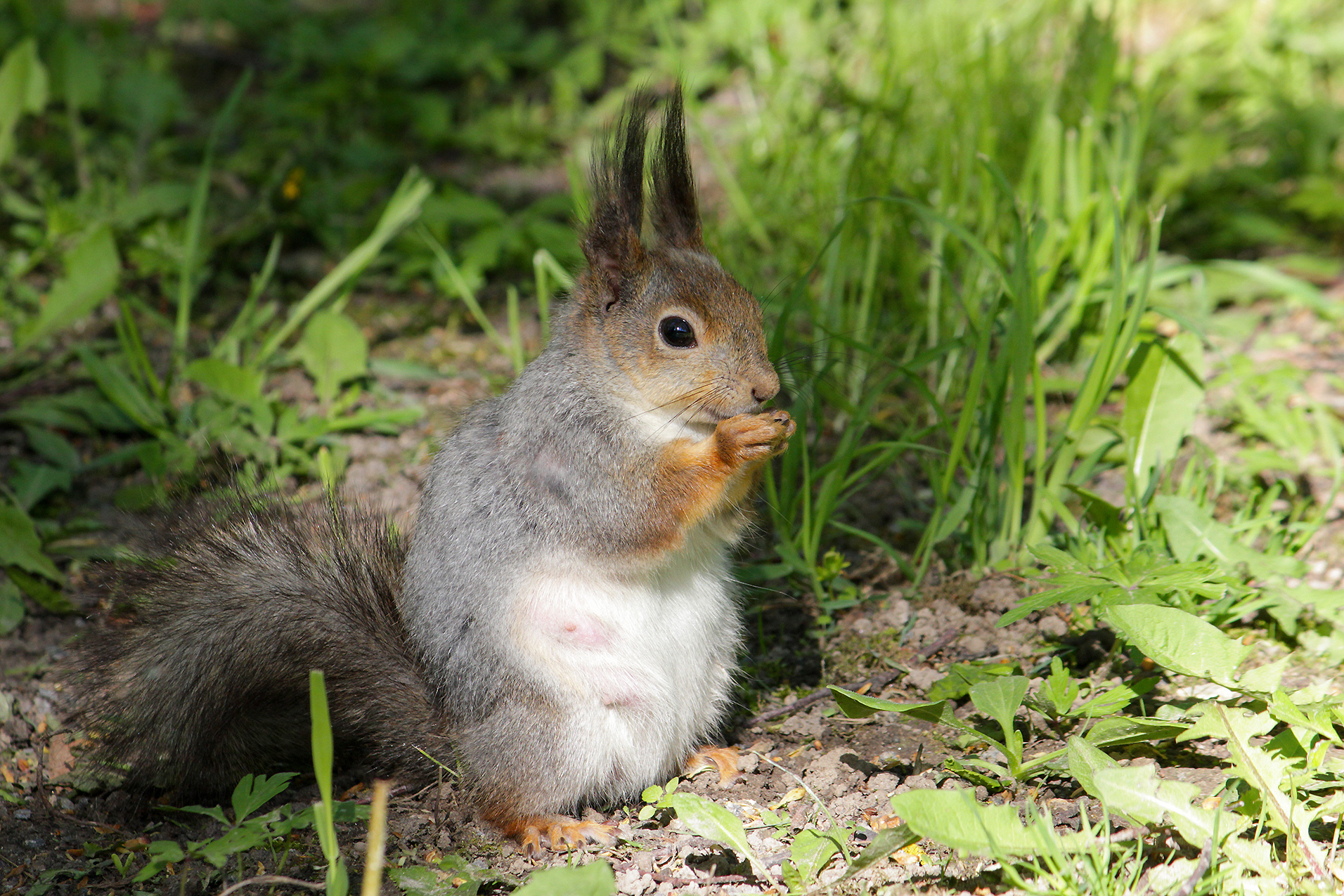 белка, белка обыкновенная, векша, sciurus vulgaris, КарОл
