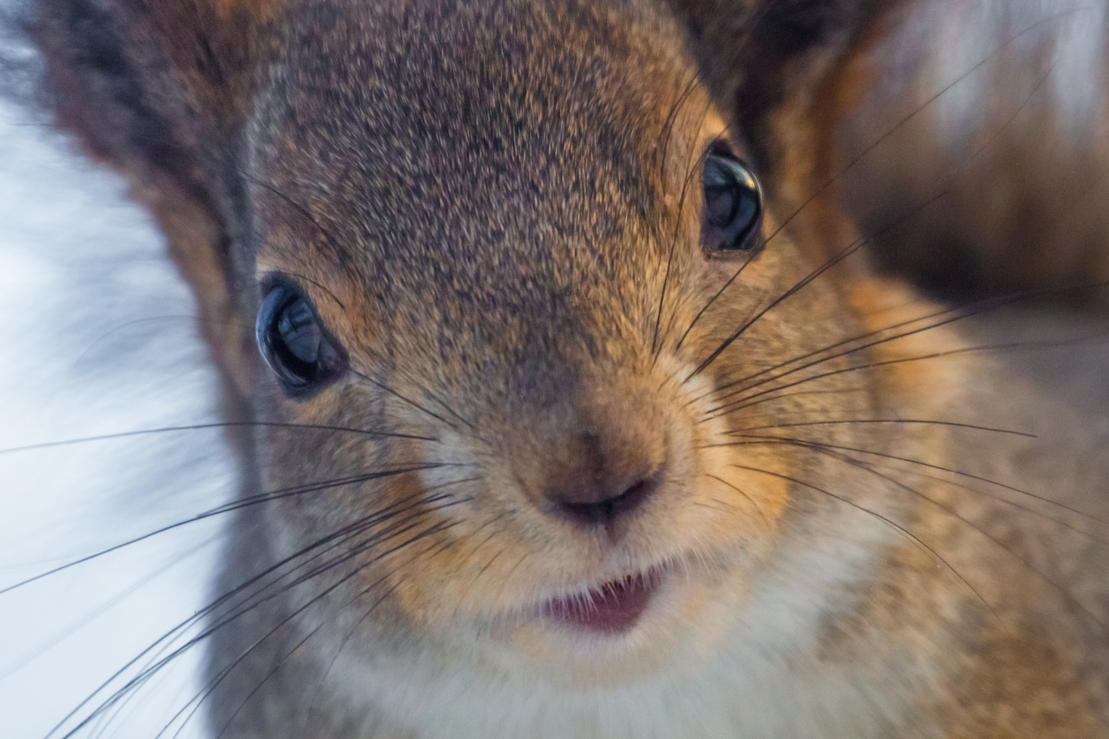 , Алексеев Сергей