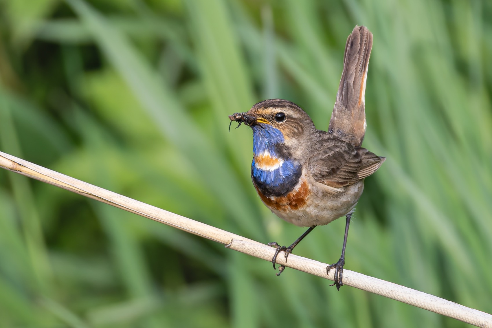 варакушка, птицы, Руслан Pl