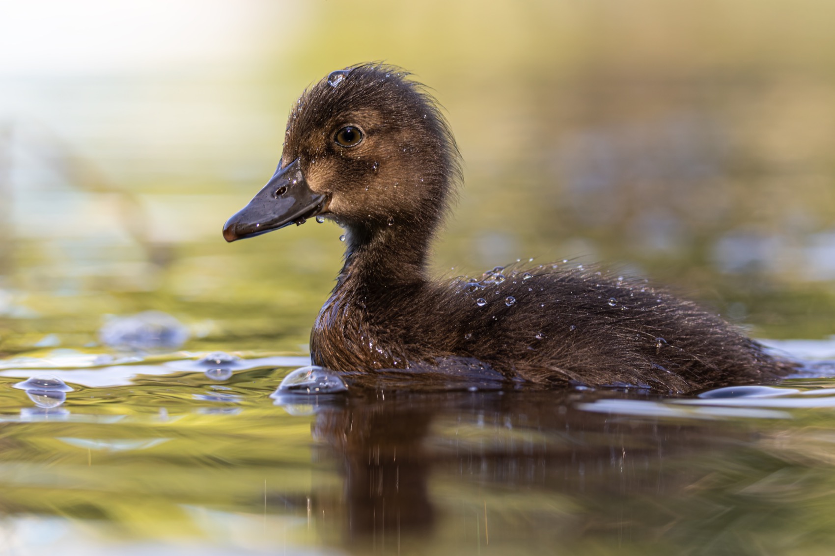 нырок, хохлатая чернеть, утенок, птицы, Руслан Pl