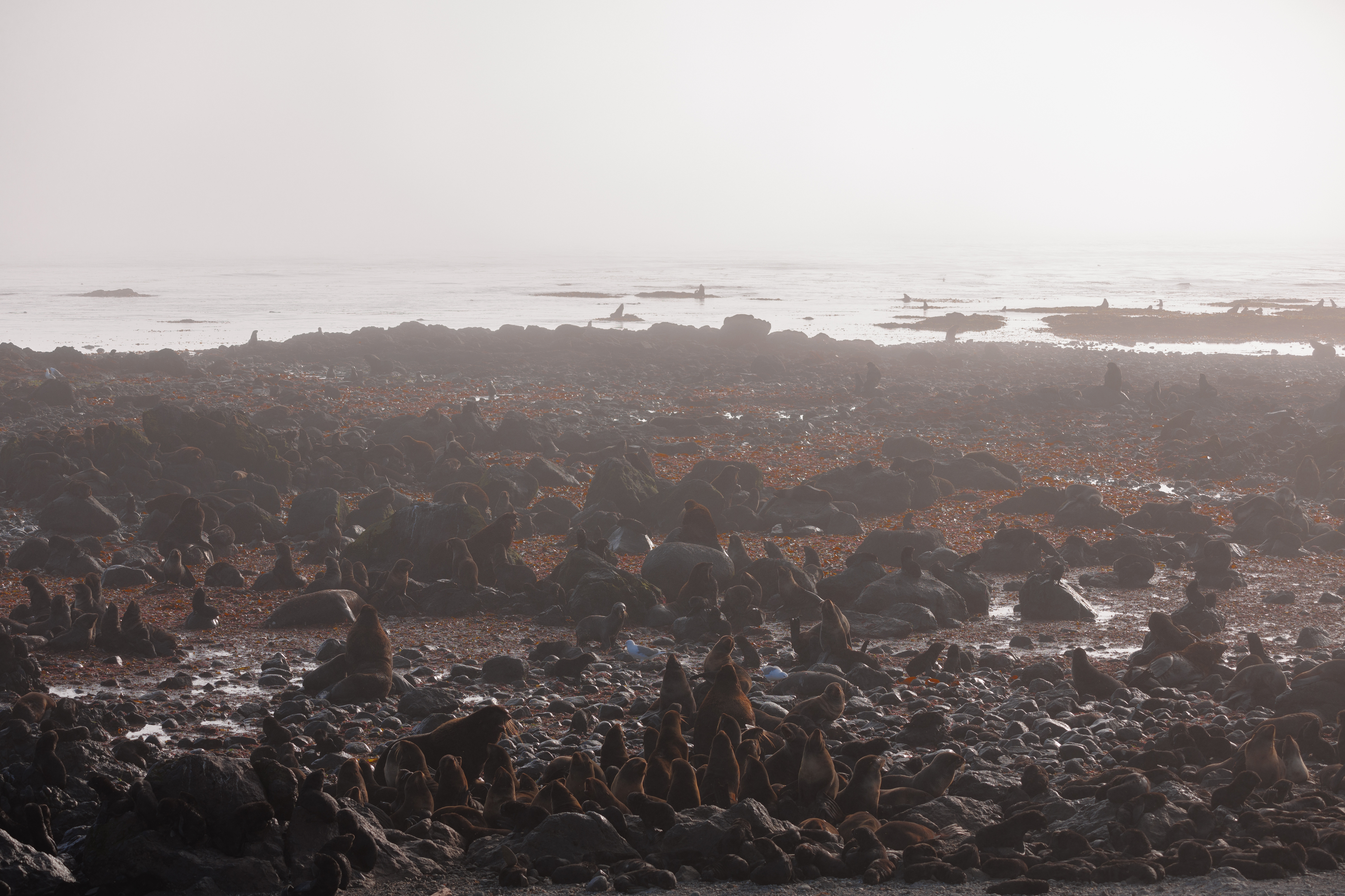 утро, командоры, северное лежбище, котики, Vladimir goiiiguk