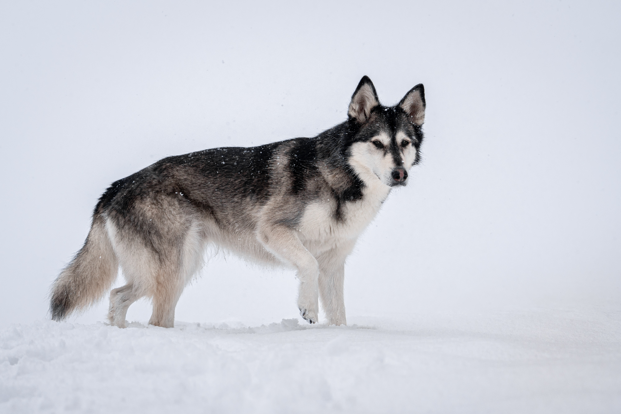 , Krisztián Csalami