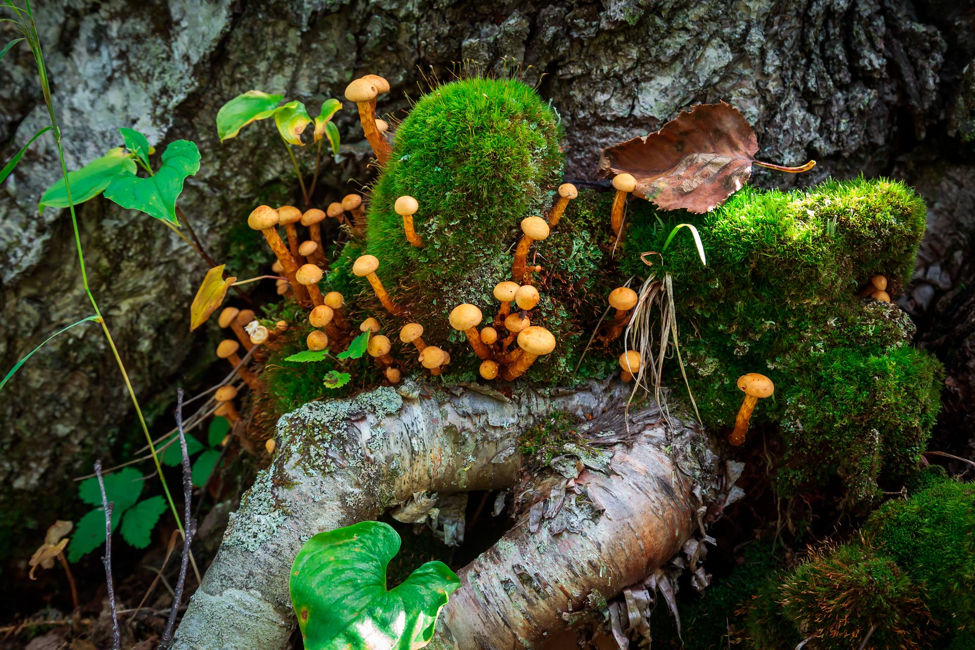 грибы, мох, трава, корни, Уткин Дмитрий