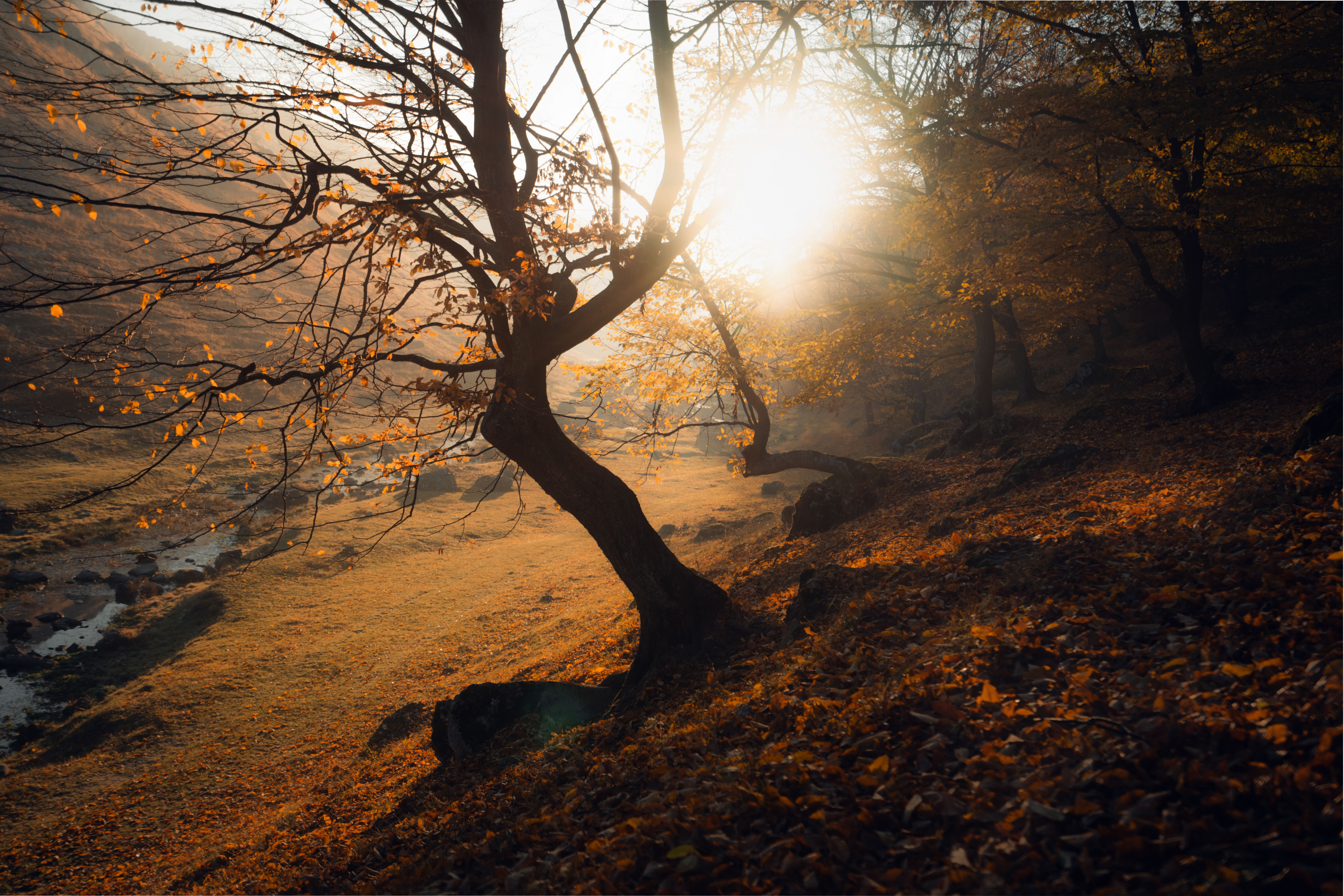  живописный, пейзаж, спокойствие,безмятежность,ветви,время года,деревенский,деревья,дикая природа,дневной свет,долина,дыхание,естественный,живописный,золотой,извилистый,исследование,красота,листва,листья,мирный,на открытом воздухе,небо,окружающая среда,ос, Oleg Suhenko