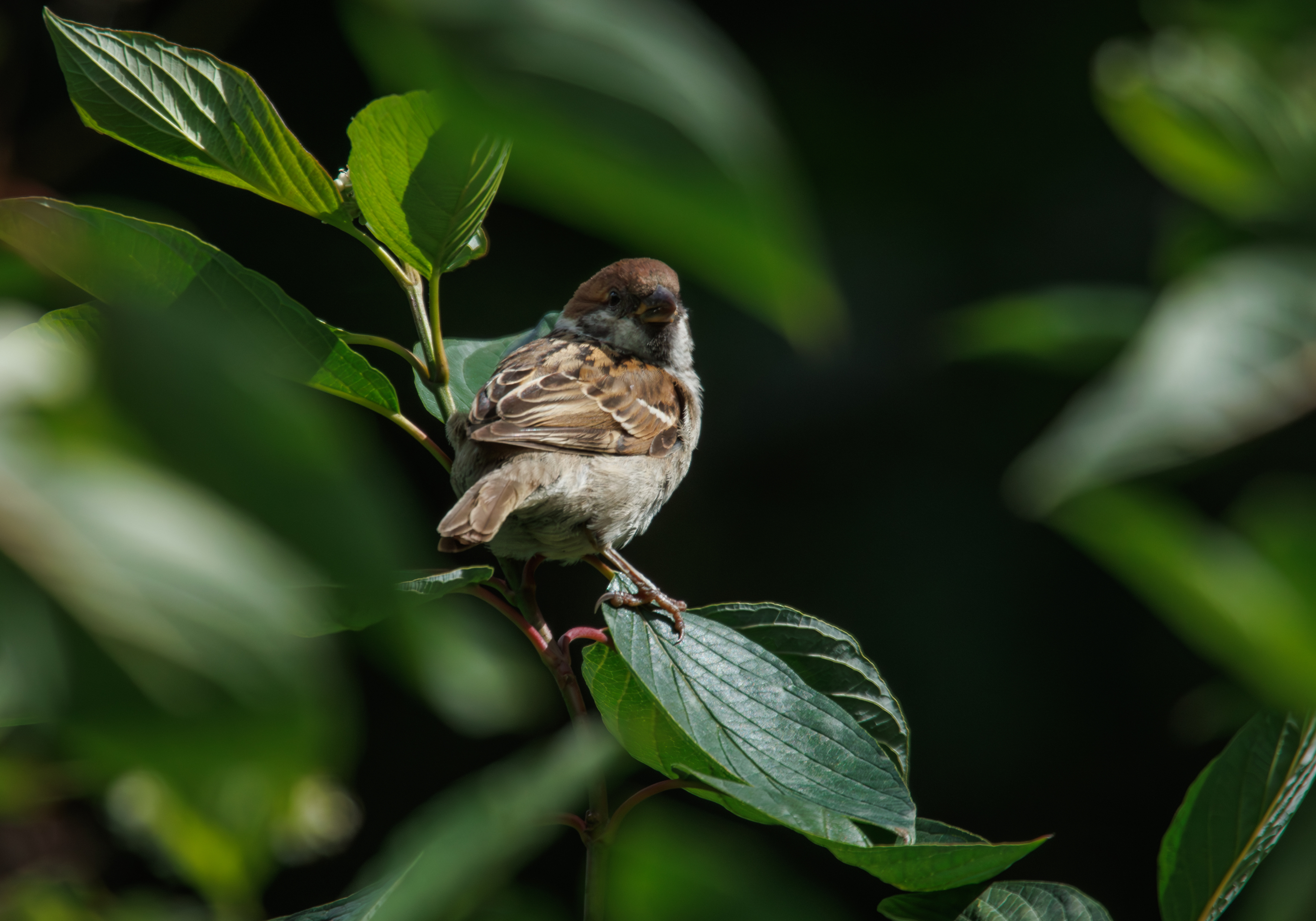 птица воробей куст листва зелень, Светлана Холодняк