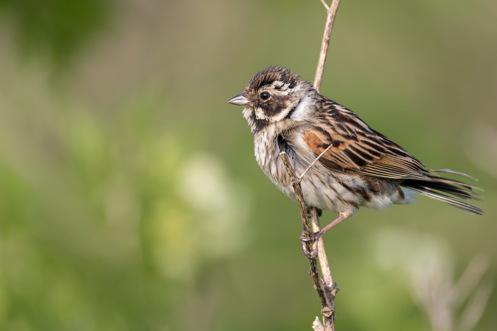 тростниковая овсянка., птицы, овсянка, Руслан Pl
