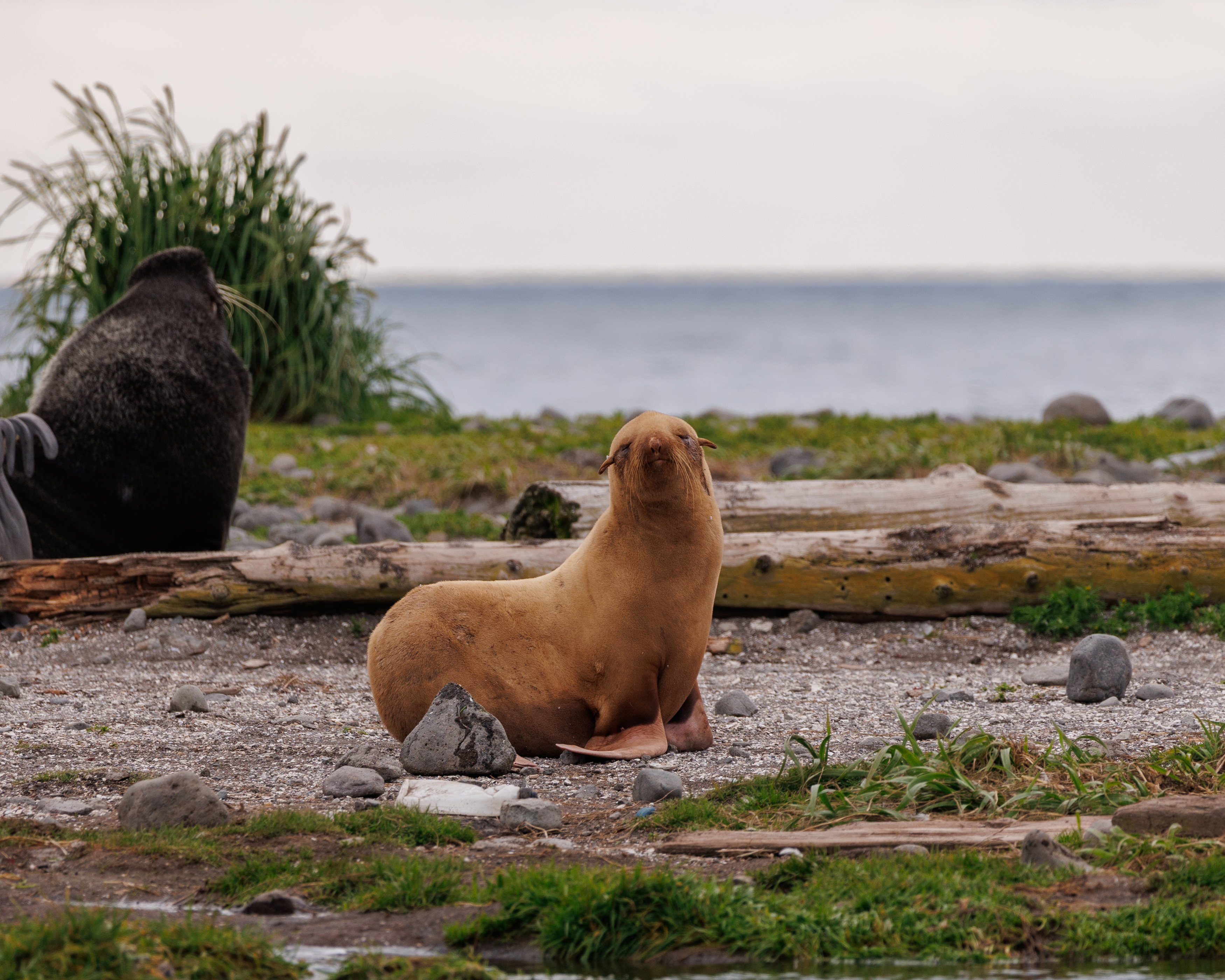 альбинос, котик, морские млекопитающие, остров беринга, Vladimir goiiiguk