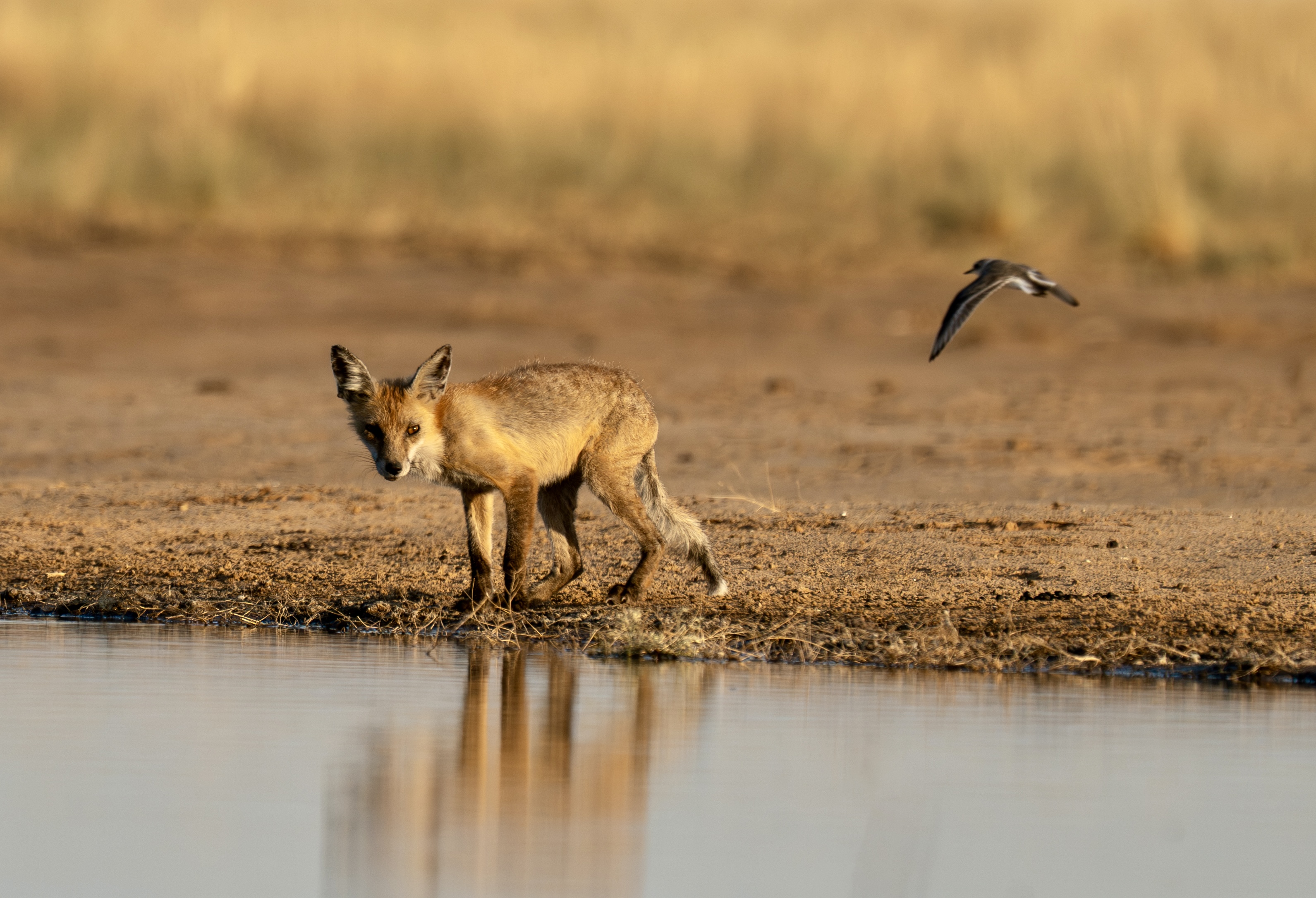 , Владимир Цветов