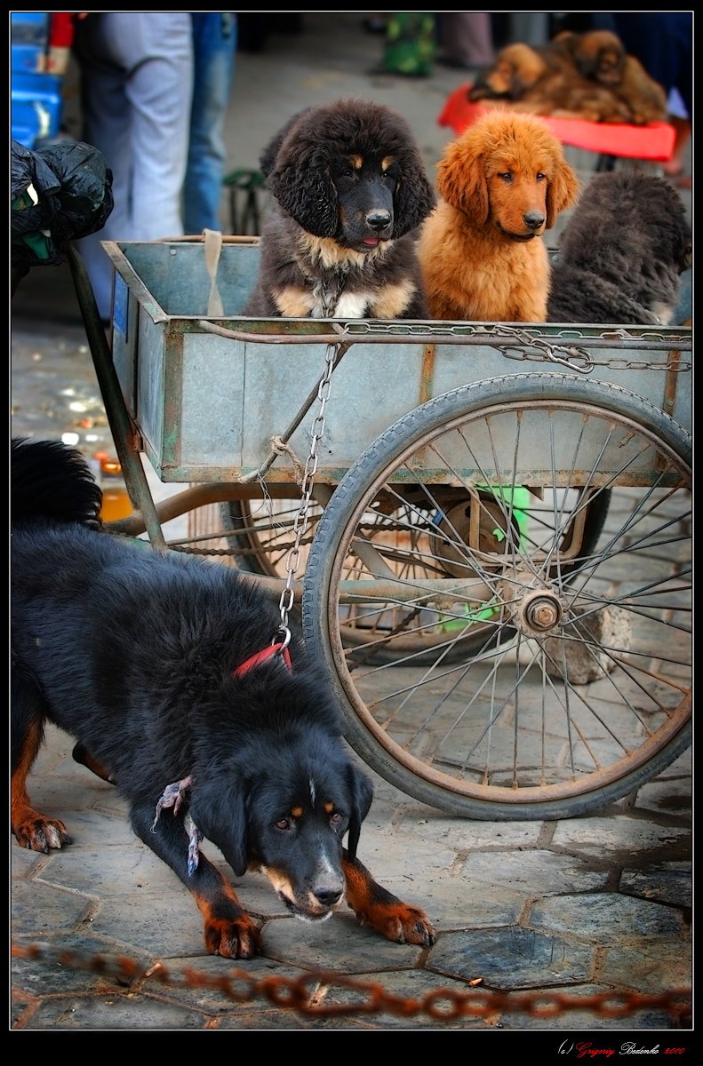 китай, провинция ганьсу, ланчжоу, собачий рынок, Григорий Беденко