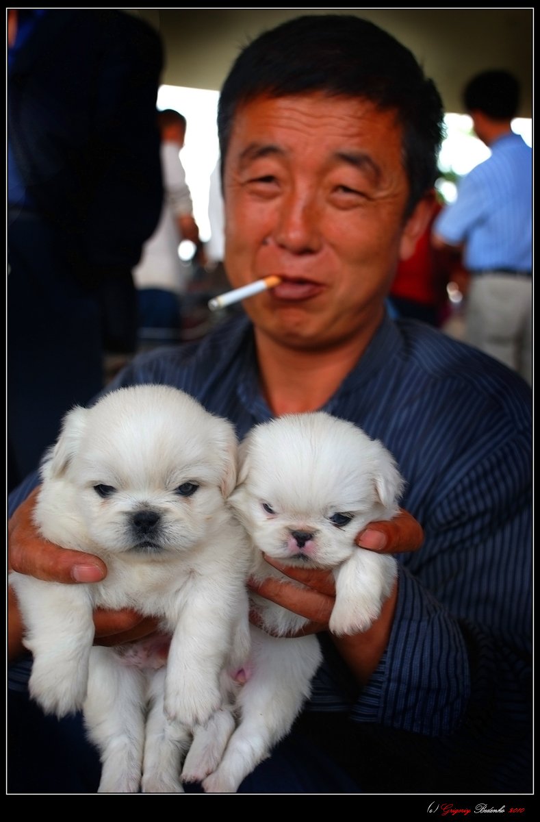 китай, провинция ганьсу, ланчжоу, собачий рынок, Григорий Беденко