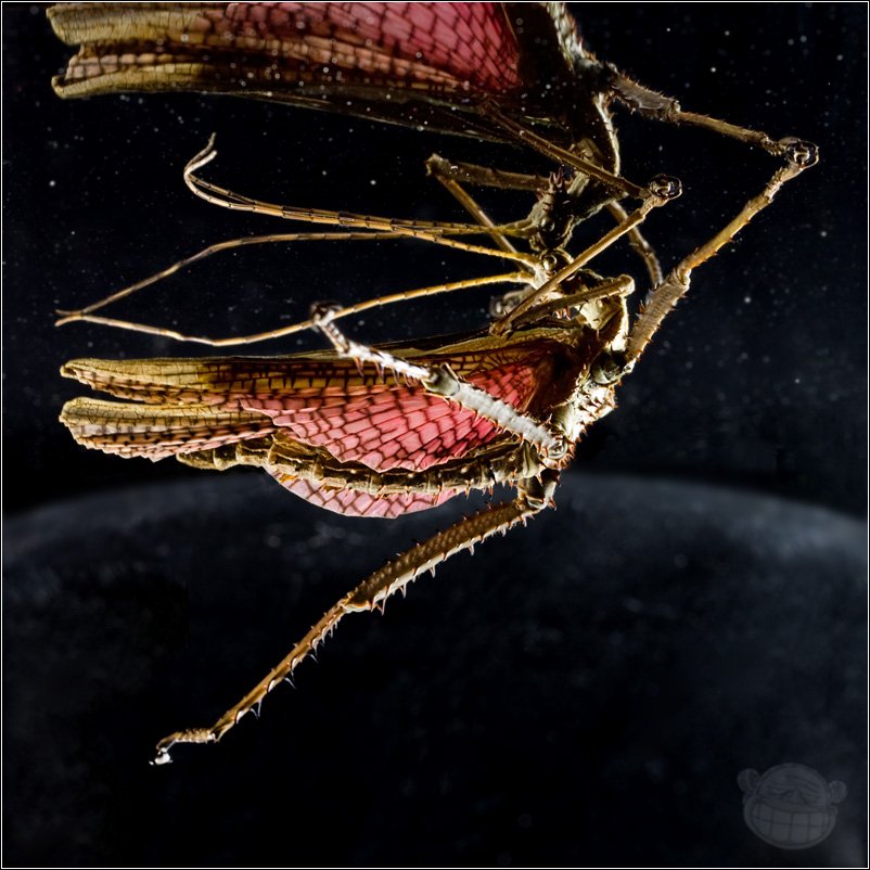 палочник, heteropteryx dilatata, самец, Amazon-san