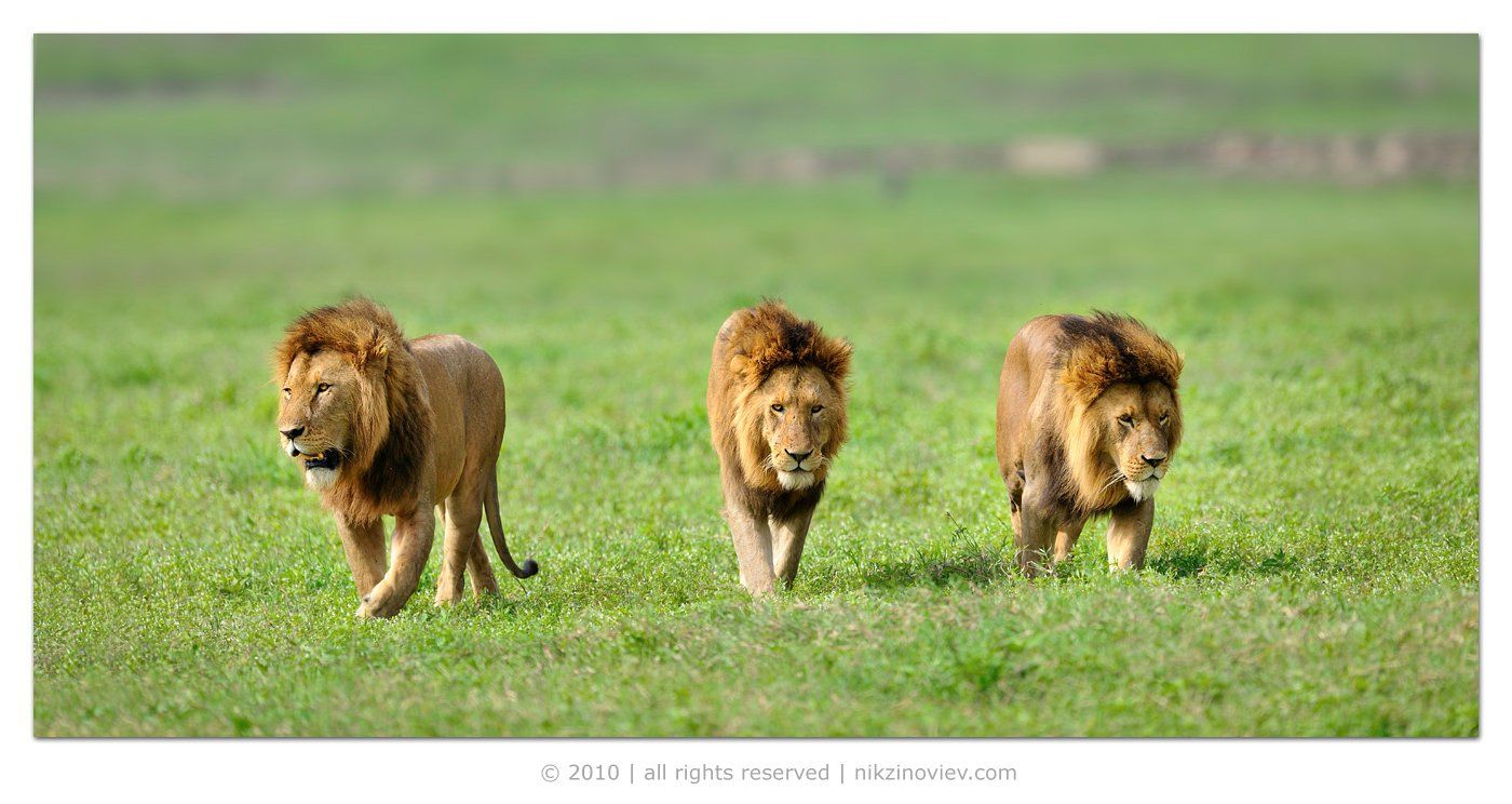 африка, лев, львы, животные, нгоронгоро, танзания, Николай Зиновьев