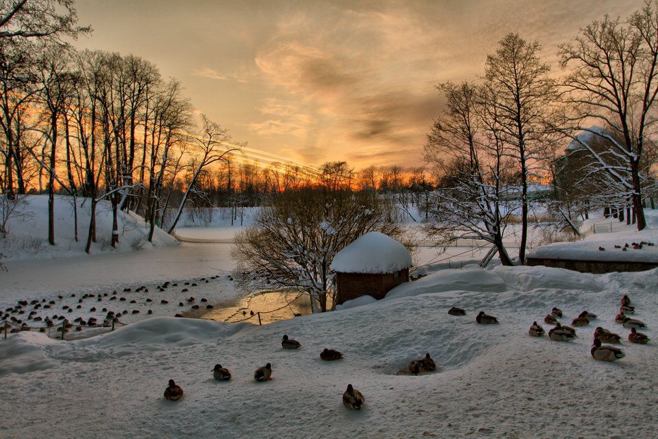 ораниенбаум,утки,зима, Andrey D