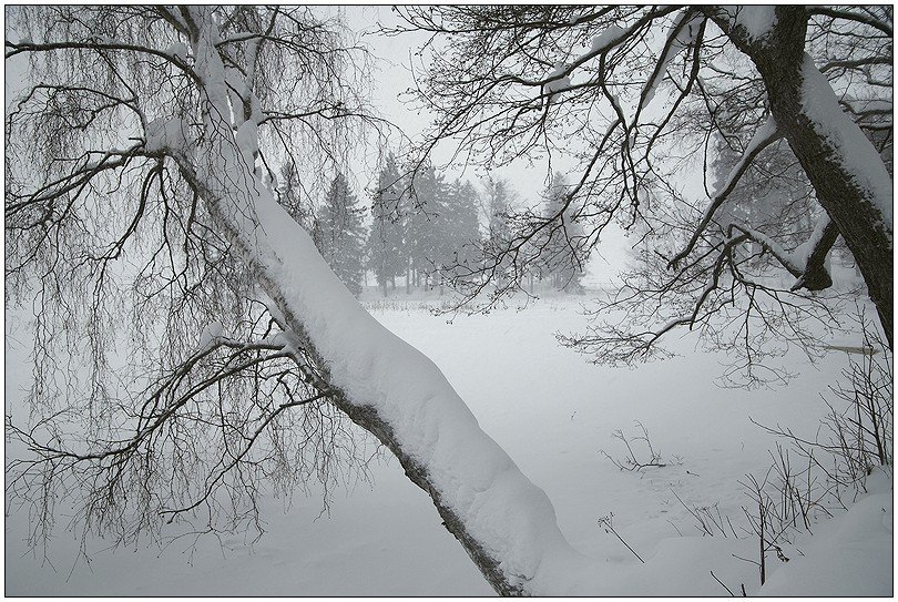 зима, монрепо, снег, метель, Григорий Иващенко