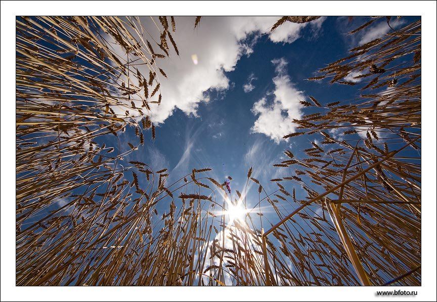 небо, пшеница, хлеба, поле, Алексей Строганов