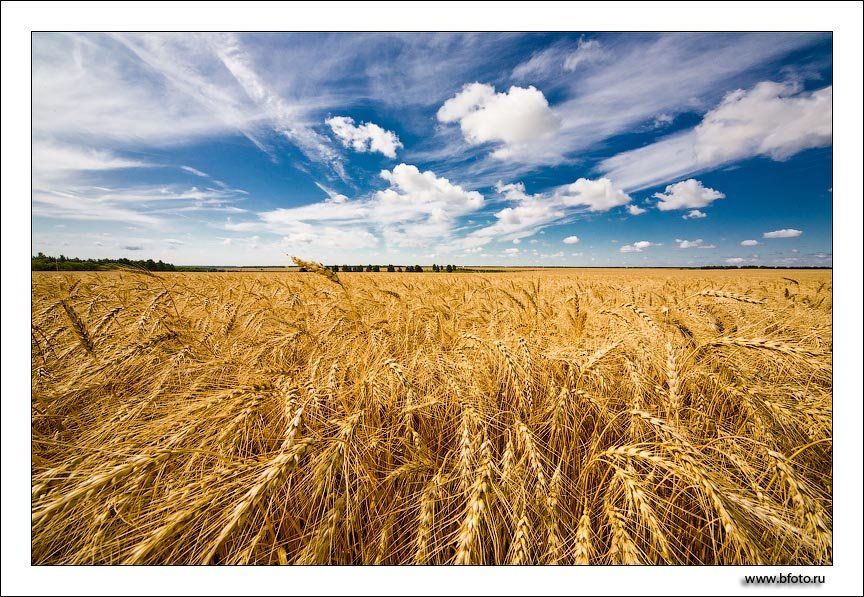 хлеба, поле, пшеница, небо, облака, лето, пейзаж, природа, россия, фото, Алексей Строганов