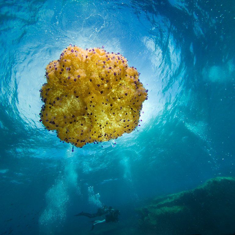 гигантская медуза, затмение, циркуляр, Сергей Шанин