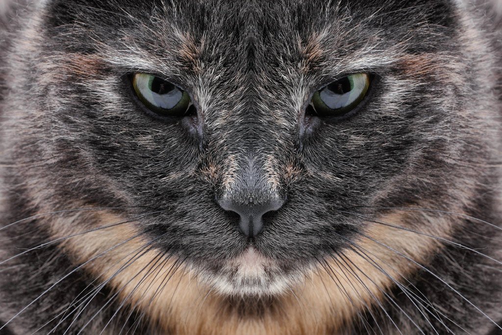 кошка, зеркальное отражение, Засыпко Андрей