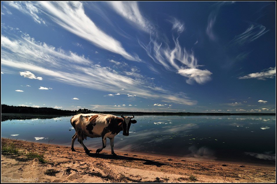 корова, пейзаж, небо, карелия, Дмитрий Бакулин