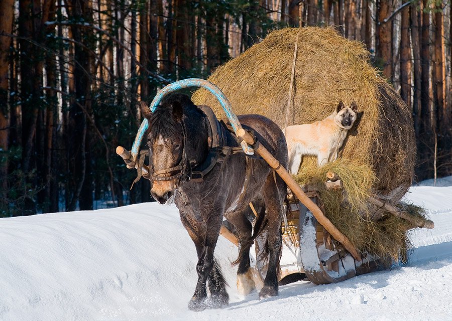 зима, дорога, снег, лес, лошадь, сани, сено, собака, Андрей Алексеев