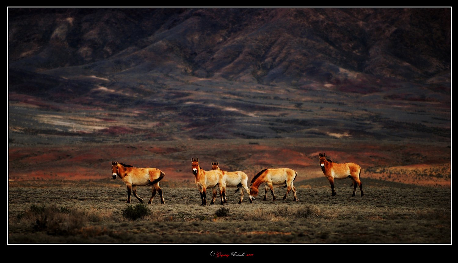 казахстан, национальный парк, алтын емель, лошади пржевальского, Григорий Беденко