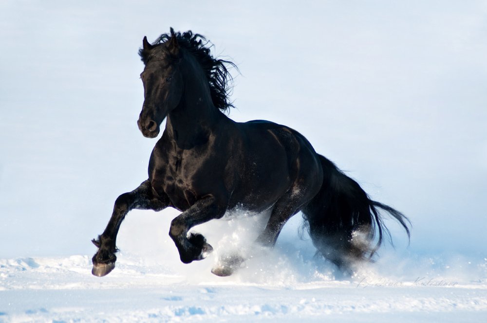 конь, лошадь,фриз, зима, снег, бег, Динара
