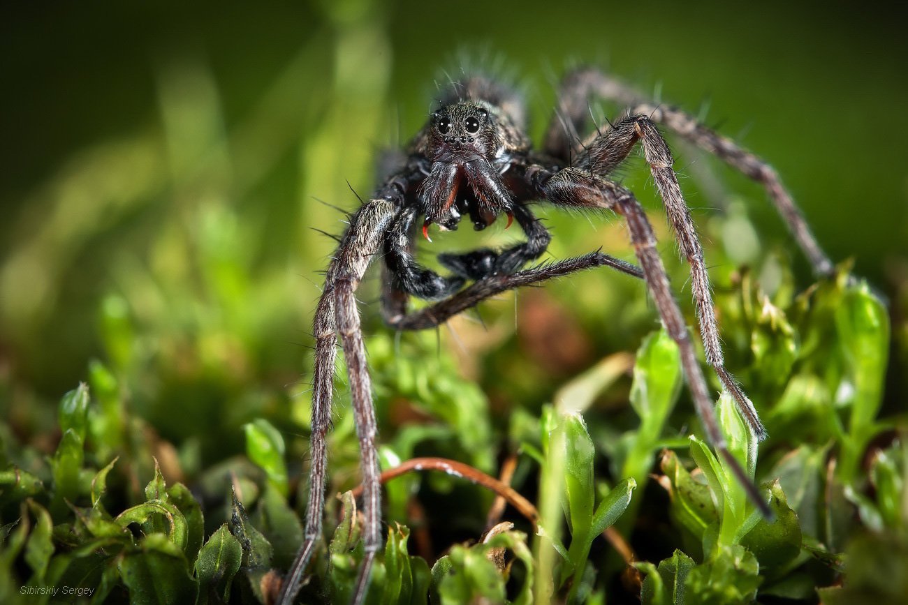 11 самых смертоносных пауков в мире