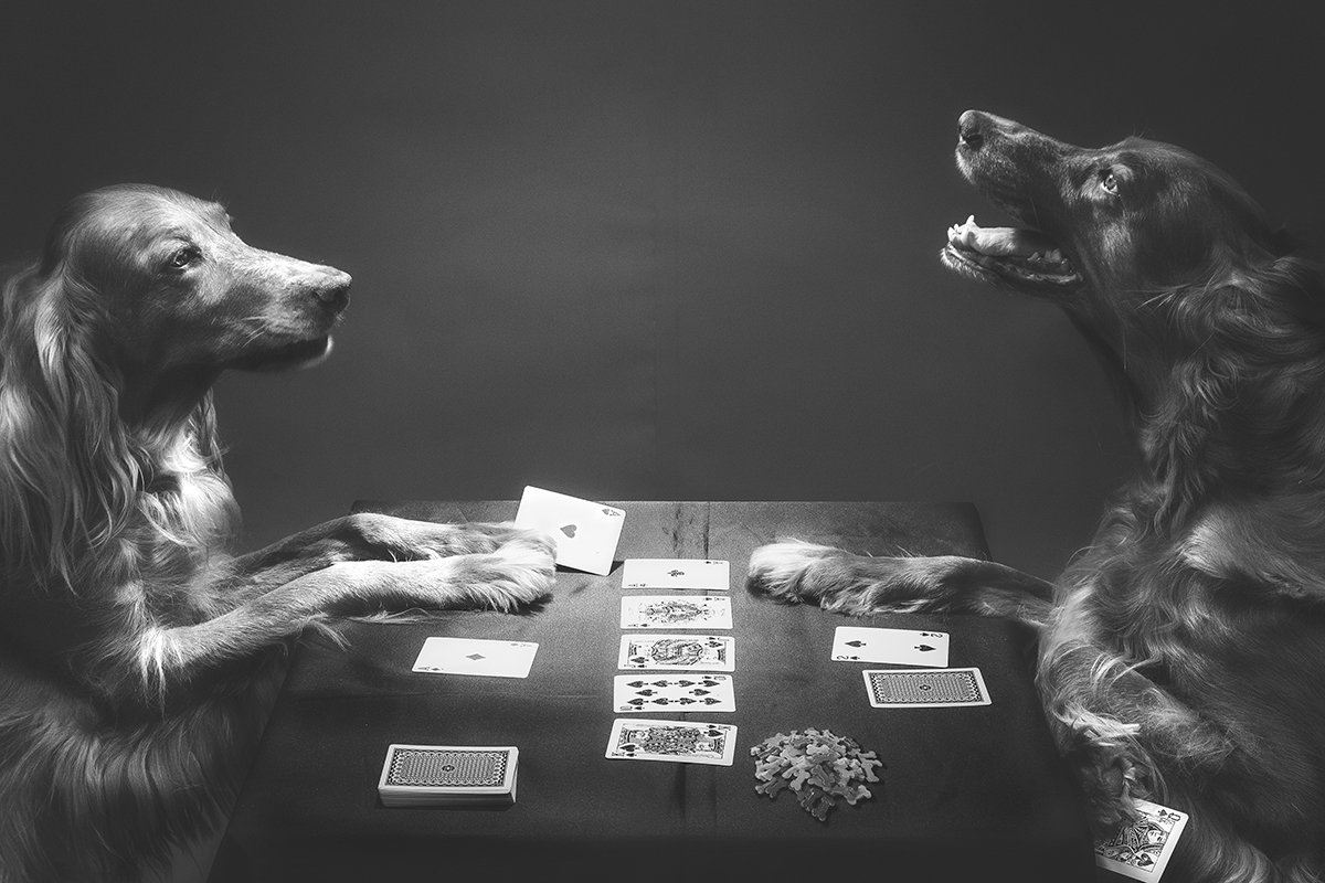 animal, dog, setter, irish, art, play, game, indoor, poker, собака, сеттер, арт, игра, покер, , Константин