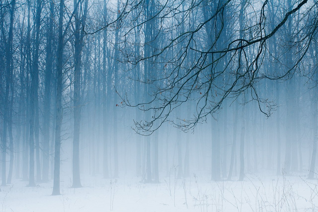 пейзаж лес туман весна снег природа минимализм , Сергей Зимин