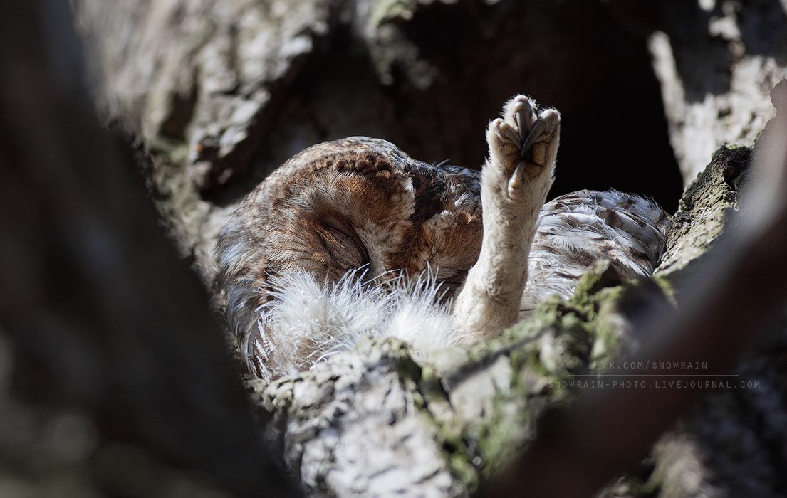 canon, owl, wildlife, wildlife photography, анималистика, серая неясыть, сова, фотоохота, Snowrain