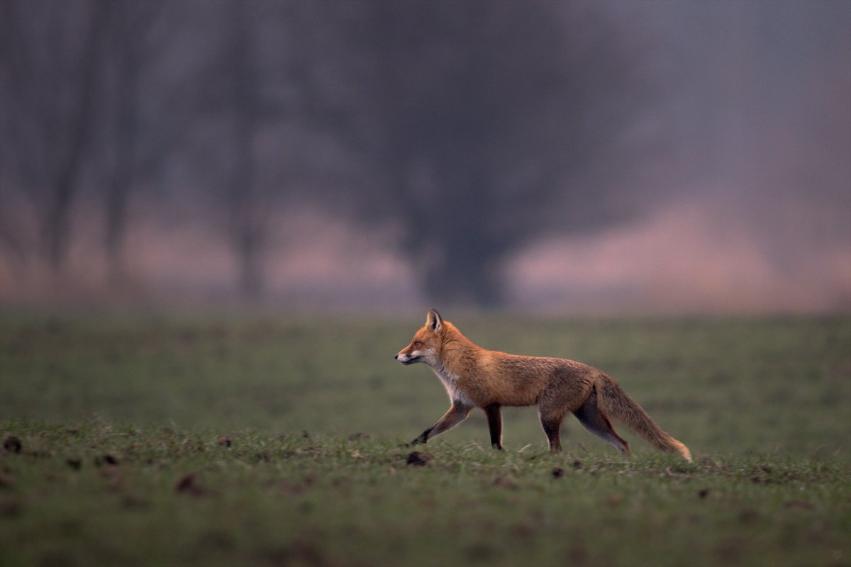 fox, wildlife, animal, Wojciech Grzanka