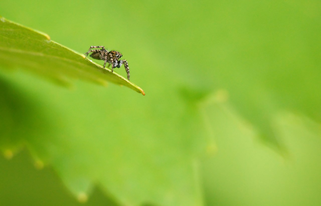 макро, паук, скакун, macro, spider, Дмитрий