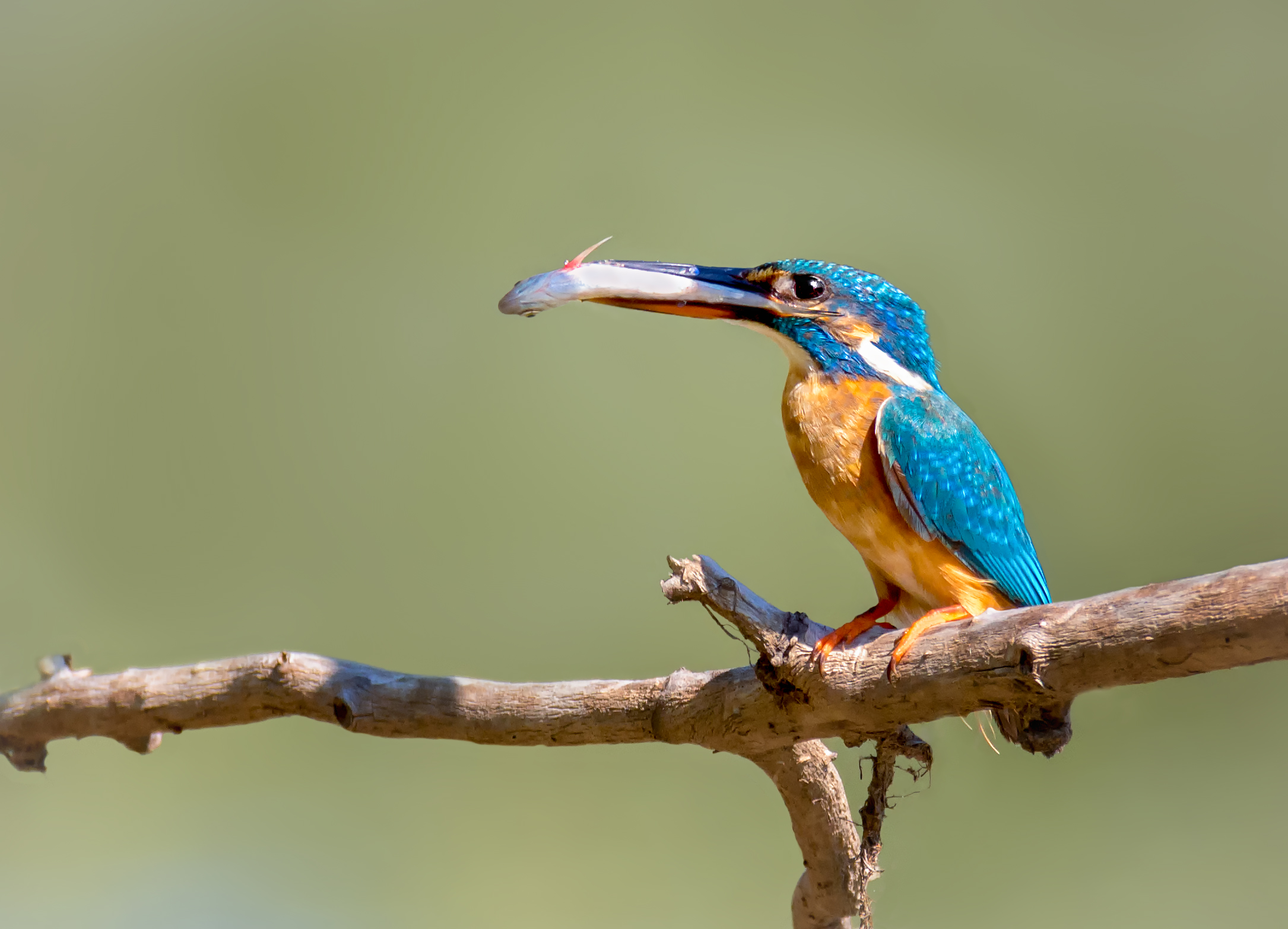 птица, зимородок, рыбачок, самка,, Мочалова Марина