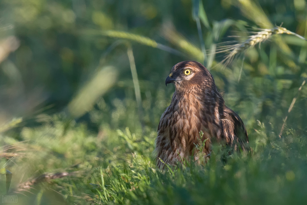 , Дмитрий Доронин